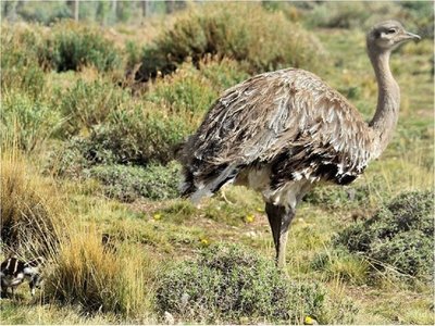 Liberan a 14 ñandúes para preservar su especie en la Patagonia chilena