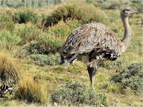 Liberan a 14 ñandúes para preservar su especie en la Patagonia chilena
