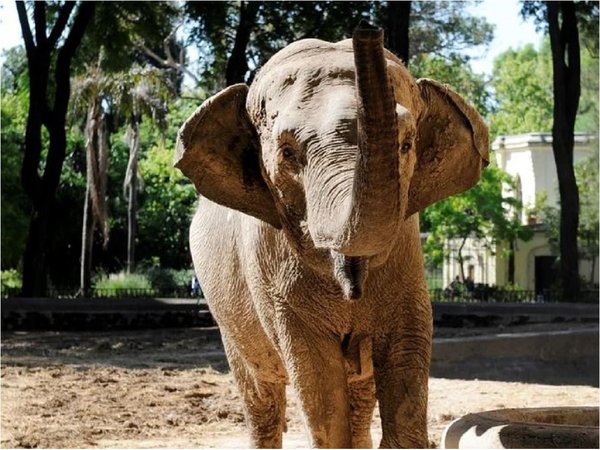 Brasil y Argentina reabren frontera para el traslado de elefanta a santuario