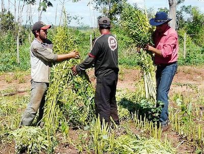 El sésamo ingresó US$ 25 millones - Economía - ABC Color