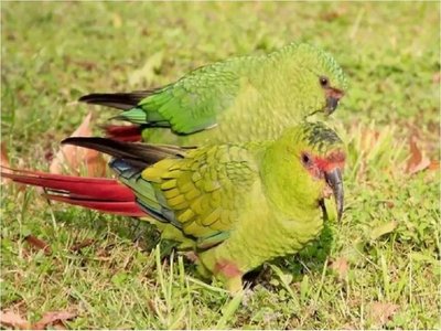 Rara especie de loro es fotografiada por primera vez en Argentina