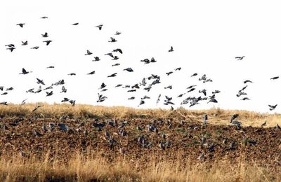 Denuncian brutalidad policial contra nativo que cazaba palomas