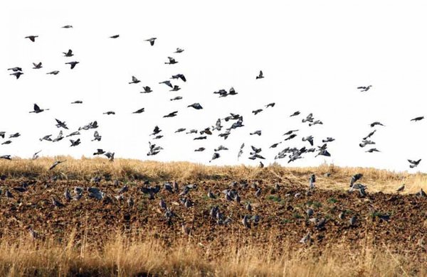 Denuncian brutalidad policial contra nativo que cazaba palomas