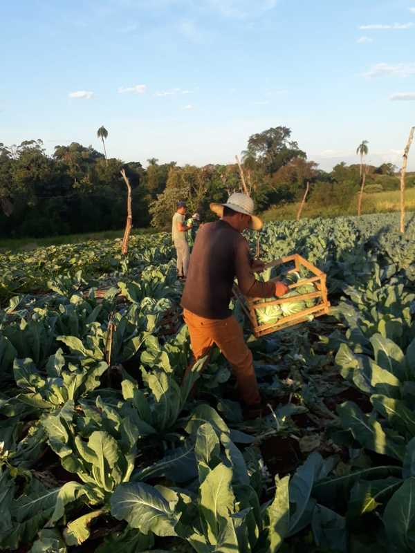 Tras dos meses de sequía, lluvia trajo alivio a hortigranjeros del Alto Paraná