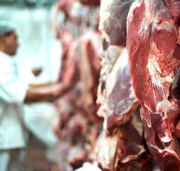 Frigoríficos locales resienten ante caída de exportación de carne vacuna