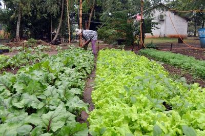 La lluvia trajo alivio a agricultores y ganaderos, pero no  en el Alto Chaco - Economía - ABC Color