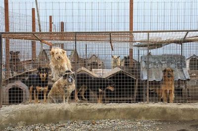 Ciudad argentina se organizó para ayudar a sus protectoras de animales - Mascotas - ABC Color