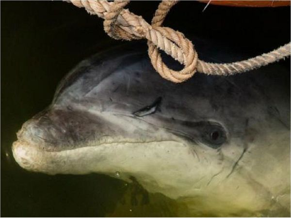 Muere Zafar, el delfín que quedó atrapado en puerto de Ámsterdam
