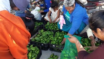 Pequeños productores  obtienen buena cosecha de locote