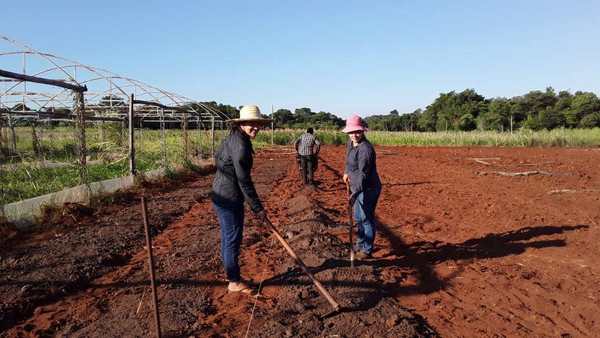 Caaguazú: jóvenes del MCP desarrollan producción de frutillas agroecológicas