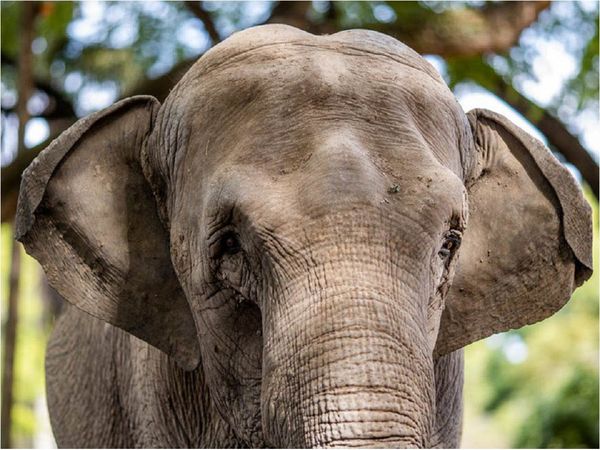 Elefanta Mara llega a su hogar en Brasil tras 50 años entre circos y zoos