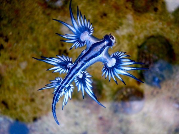 Encuentran dragones azules en playa de EEUU