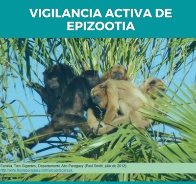 Paraguay en riesgo por fiebre amarilla ante casos registrados en Brasil