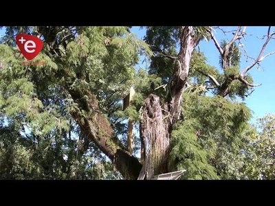EL CURUPAY DE LA PLAZA DE ARMAS, PROTAGONISTA DE NUESTRA INDEPENDENCIA EN 1811