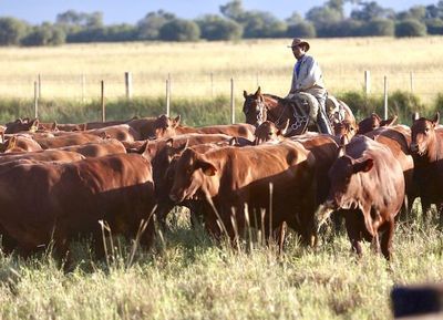 Prevén una leve expansión para la ganadería local pese a la pandemia