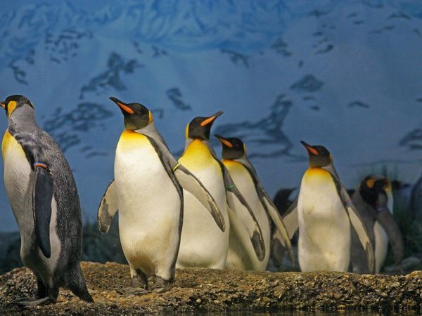 El pingüino rey, productor de gas hilarante