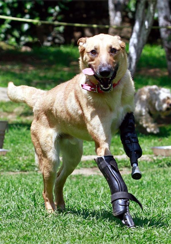 Un perro sobrevivió a las torturas de un cártel en México » Ñanduti