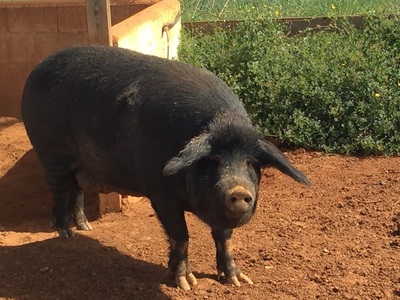 Fiscal pide por oficio búsqueda de un chancho - Judiciales.net
