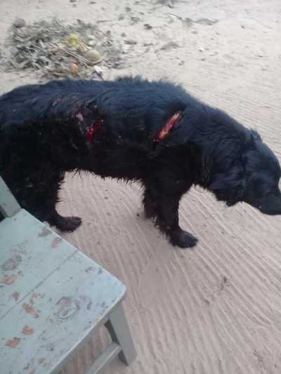 Imputan a un hombre por maltrato animal - Judiciales.net