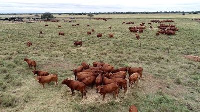 Ganadería crecería levemente en el 2020 a pesar de la crisis