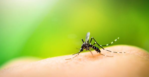 Salud reitera el riesgo de ingreso de fiebre amarilla