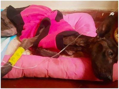 Tristísimo: Chocha dio ayer su último suspiro