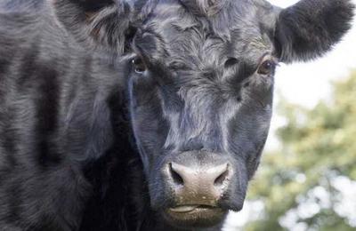 ¿Cómo un toro dejó a 700 hogares sin luz? - SNT