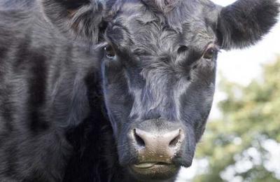 ¿Cómo un toro dejó a 700 hogares sin luz? - C9N