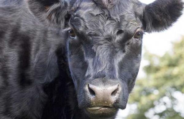 ¿Cómo un toro dejó a 700 hogares sin luz? - C9N