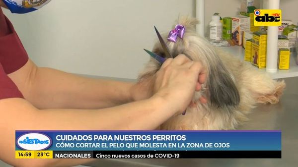 Cuidados para nuestros perritos - Ensiestados - ABC Color