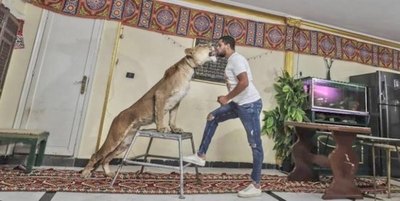 Cirquero labura desde su casa con una leona | Crónica