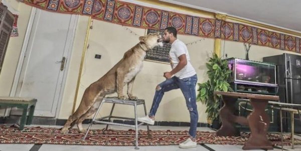 Cirquero labura desde su casa con una leona | Crónica
