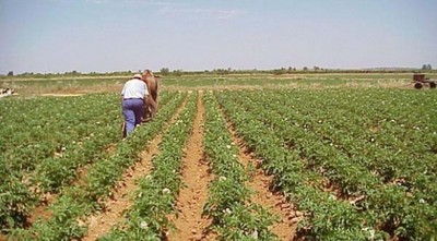El COVID-19 puede ser devastador para empleo rural de Latinoamérica, dice OIT » Ñanduti