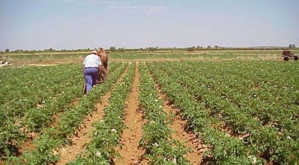 El COVID-19 puede ser devastador para empleo rural de Latinoamérica, dice OIT » Ñanduti