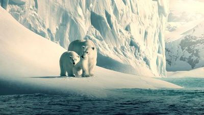 Docuseries de naturaleza para maratonear este fin de semana