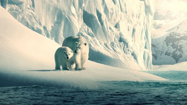 Docuseries de naturaleza para maratonear este fin de semana