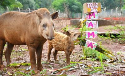 Animales en Itaipú tuvieron un festín por el Día de la Madre y de la Patria
