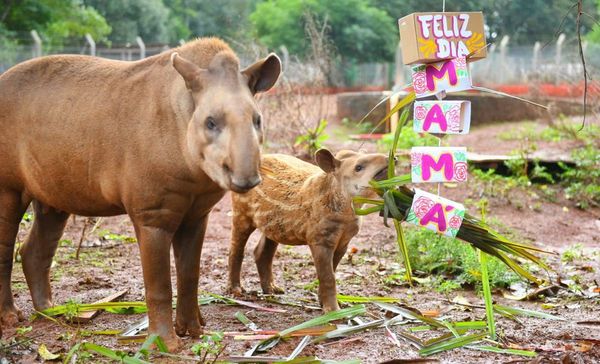 Animales en Itaipú tuvieron un festín por el Día de la Madre y de la Patria