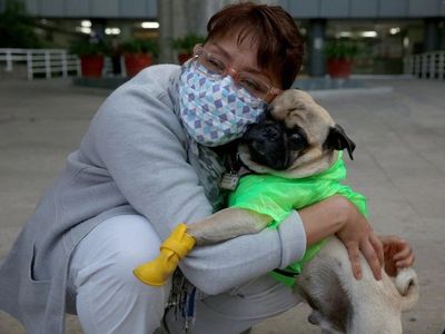 Harley, el perro terapeuta que alivia el estrés de médicos mexicanos