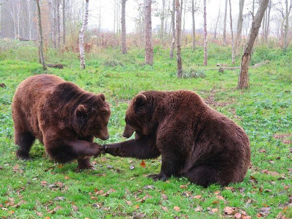 Osos en libertad se pasean en la capital estonia