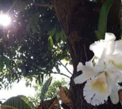 Domingo soleado y paulatino ascenso de temperatura - Paraguay.com