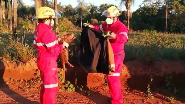 Rescatan una nutria más conocida como “Lobo Pé” y la devuelven a su hábitat - Nacionales - ABC Color