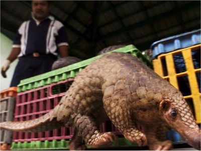 El coronavirus actual no saltó de los pangolines a humanos, apunta un estudio