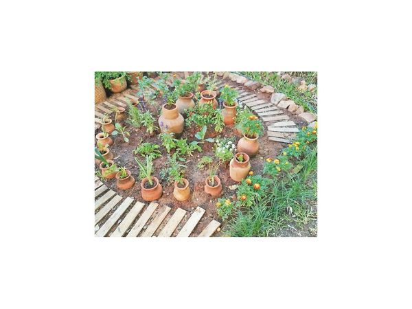 Del jardín a la mesa, la aventura de sembrar en casa
