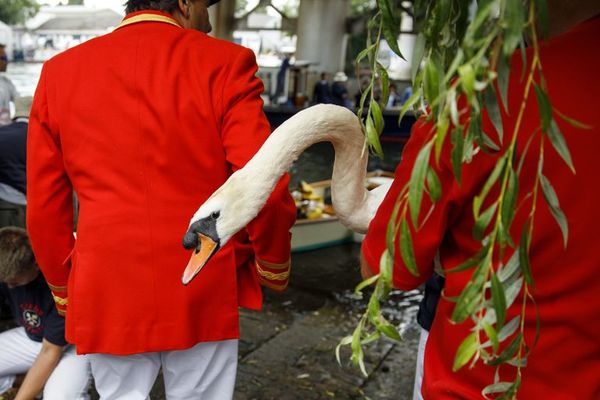 Tradicional censo de cisnes reales fue suspendido por el covid-19 - Mascotas - ABC Color