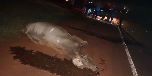 Vaca suelta provoca grave accidente sobre ruta 06
