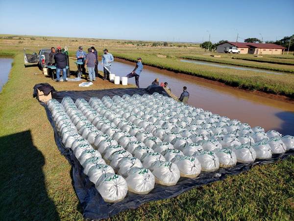 La EBY reinicia entrega de alevines a pequeños productores de Itapúa - Digital Misiones