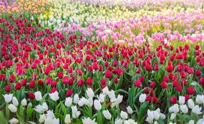 HOY / Instan a suspender ingreso de flores importadas: florerías están preocupadas