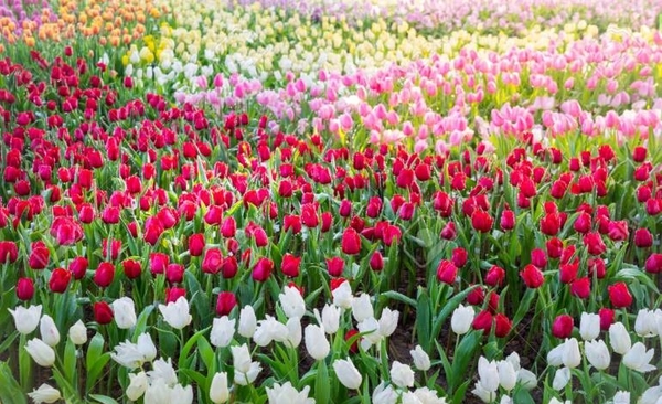 HOY / Instan a suspender ingreso de flores importadas: florerías están preocupadas