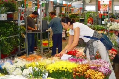 Propuesta de suspender importación de flores es rechazada por empresarios del sector